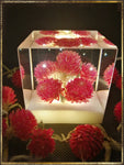 Resin Cube | Night Light - Globe Amaranths - Pink