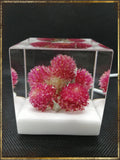 Resin Cube | Night Light - Globe Amaranths - Pink