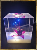 Resin Cube | Night Light Cube - Fuchsia Triphylla