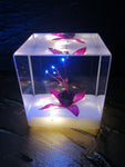 Resin Cube | Night Light Cube - Fuchsia Triphylla