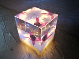 Resin Cube | Night Light Cube - Fuchsia Triphylla