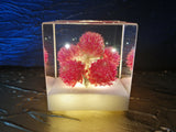 Resin Cube | Night Light - Globe Amaranths - Pink